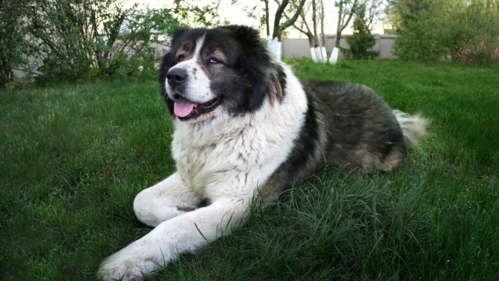 Caucasian-Shepherd-10