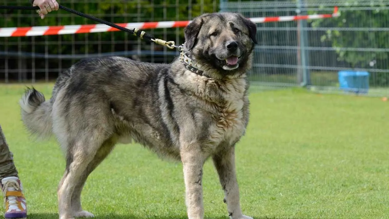Caucasian Shepherd