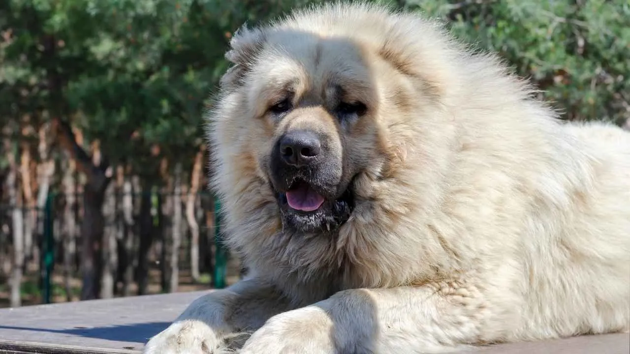 Caucasian Shepherd