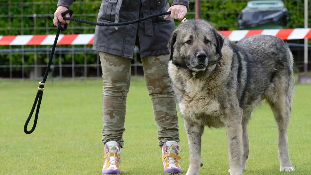 Caucasian Shepherd