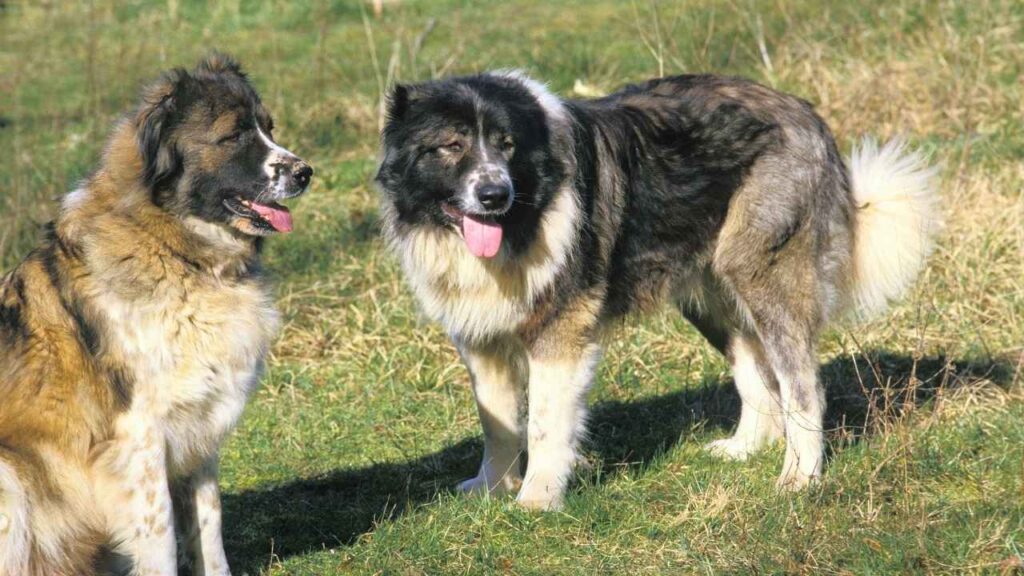 Caucasian Shepherd