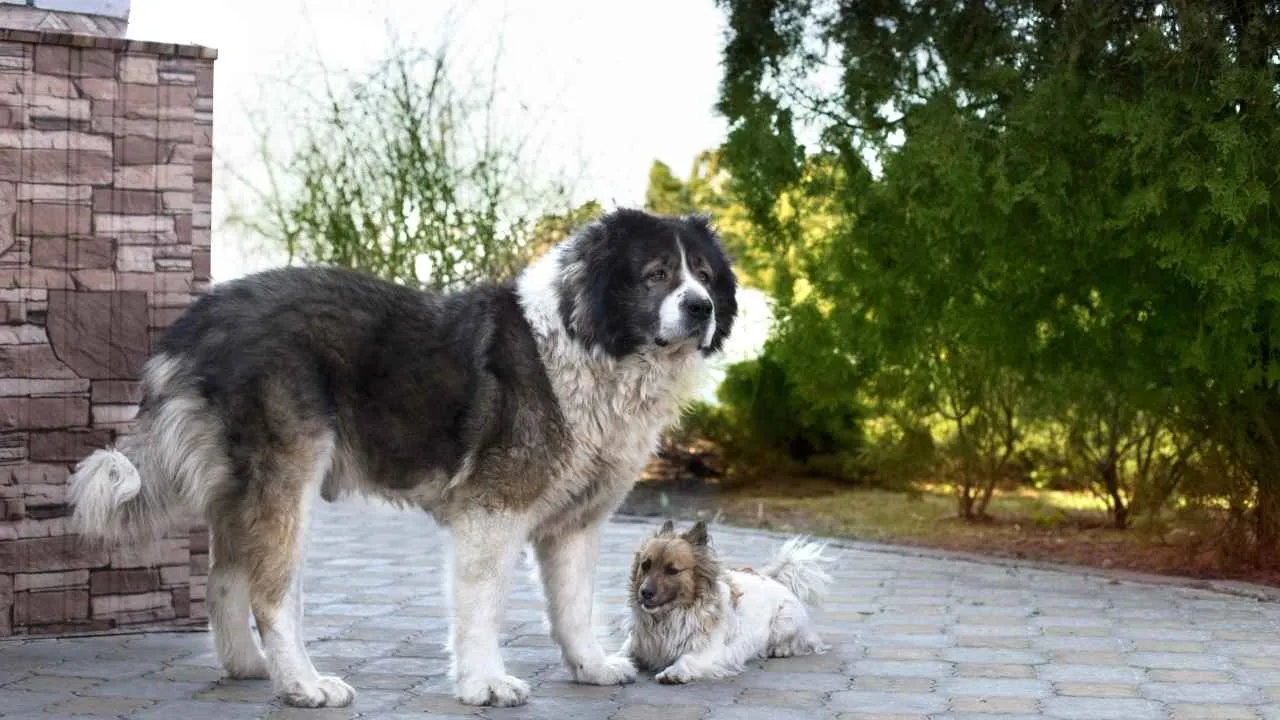 Caucasian Shepherd