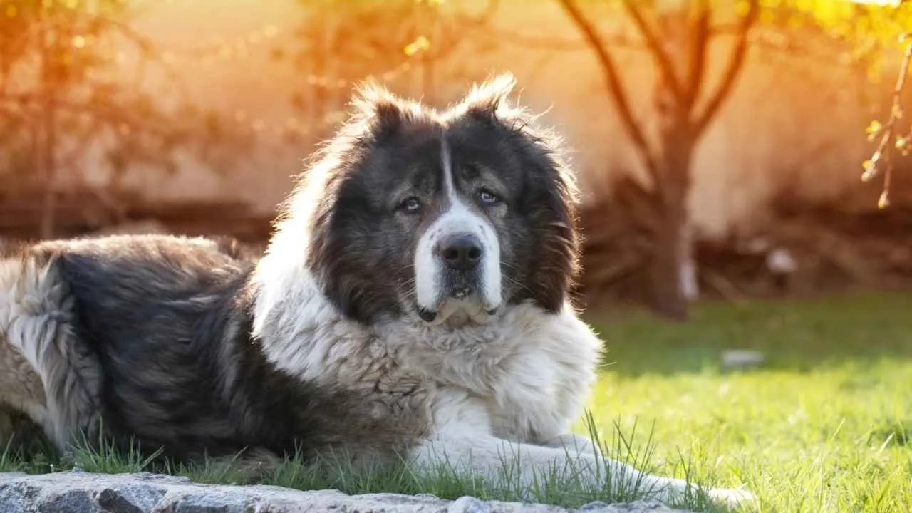 Caucasian Shepherd