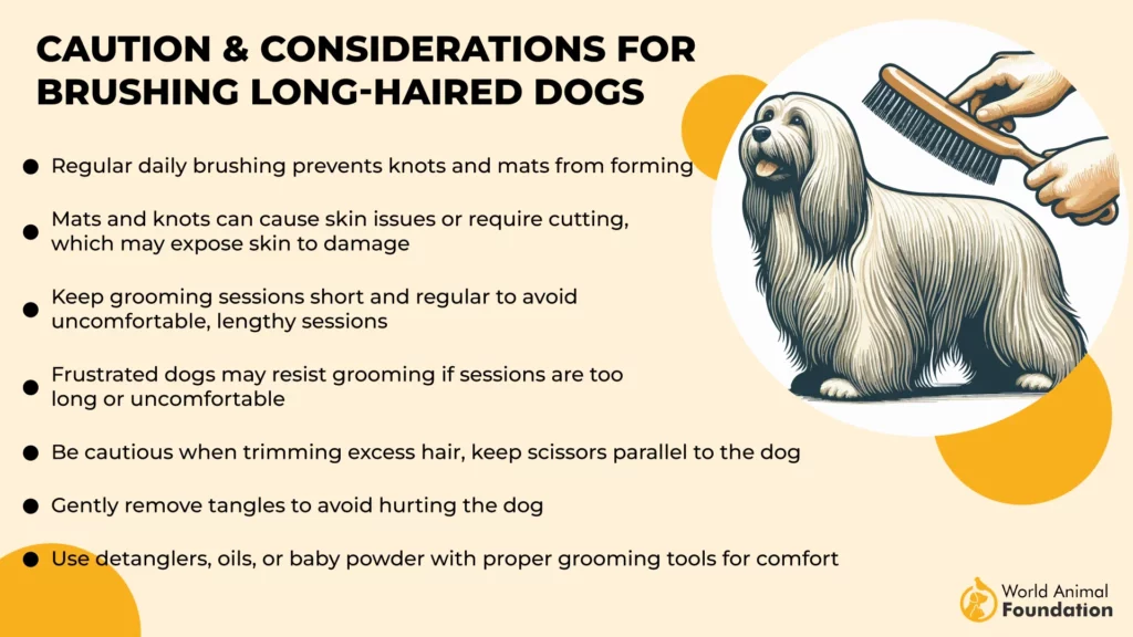 long haired dog care