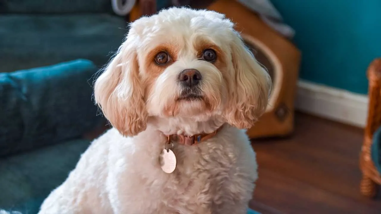 Cavachon