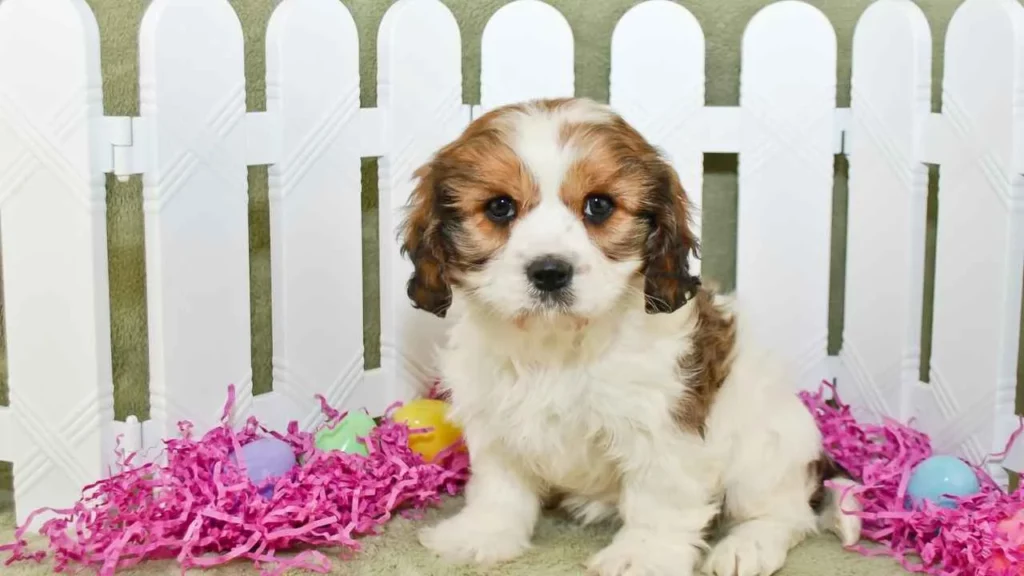 cavachon