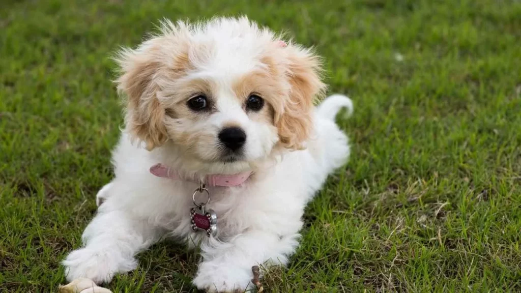 cavachon