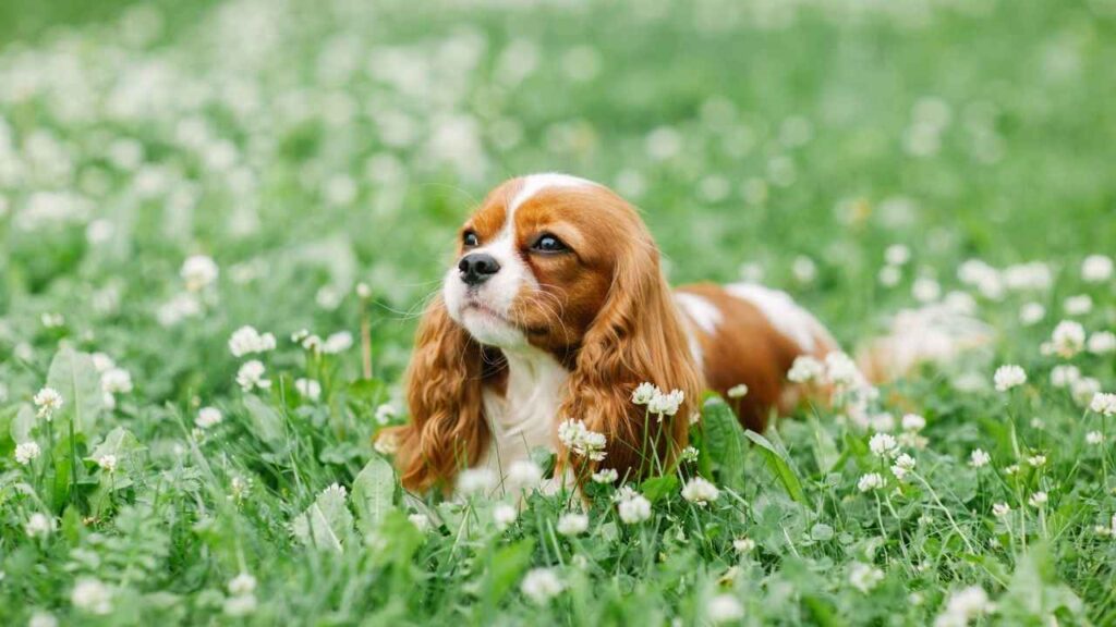 Cavalier King Charles Spanie
