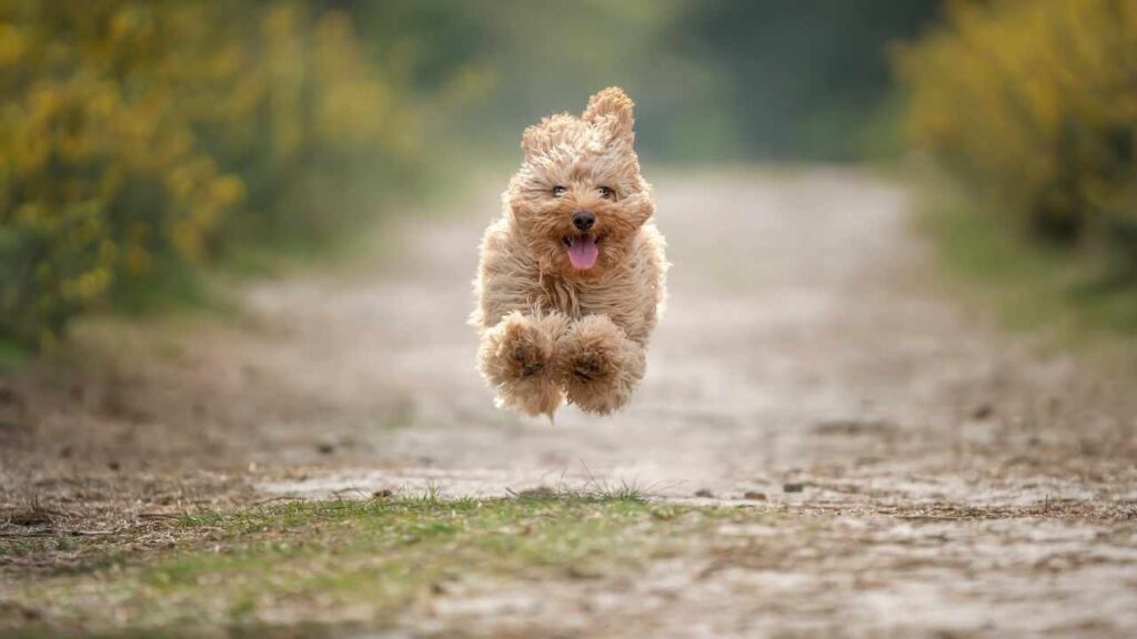 cavapoo