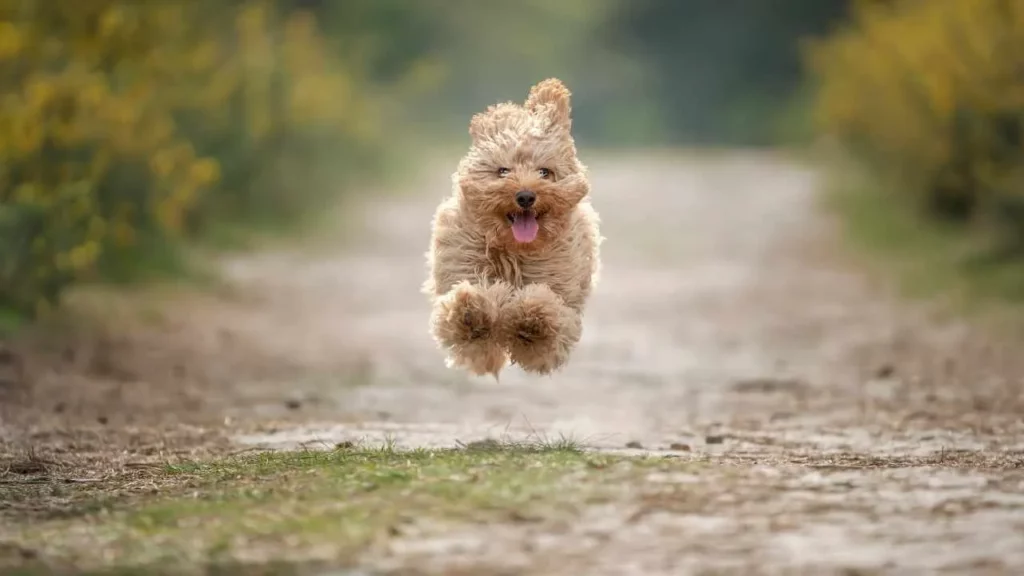 Cavapoo-2