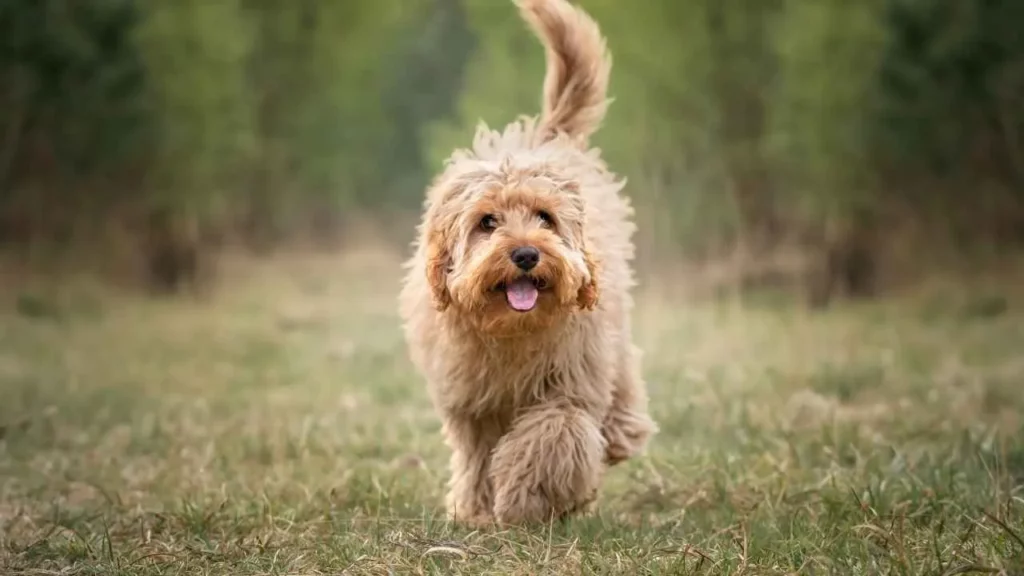 Cavapoo