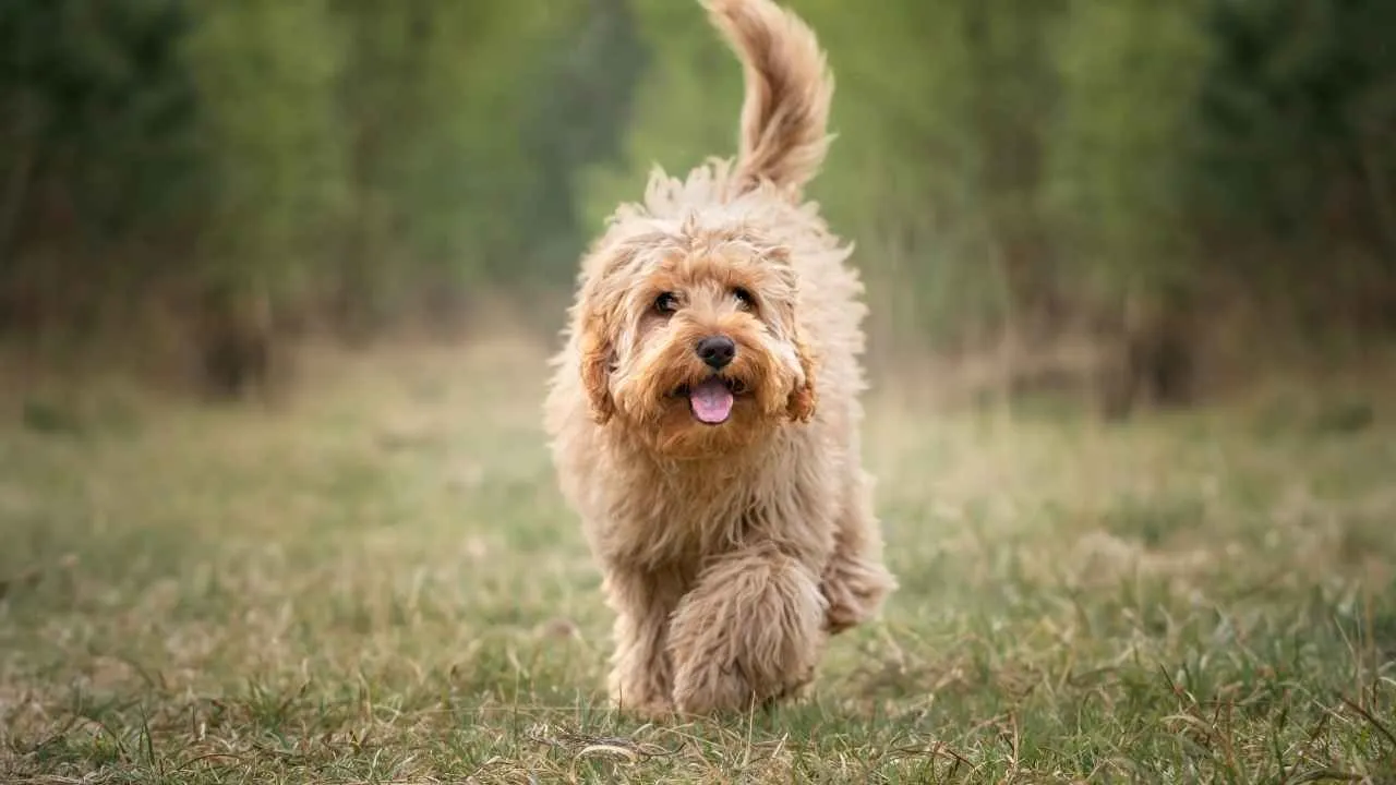 Cavapoo