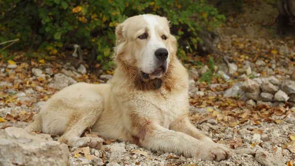 Central Asian Shepherd