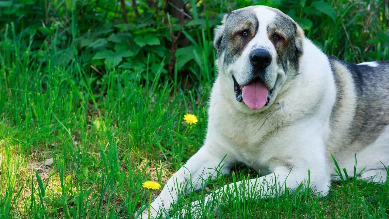Central Asian Shepherd
