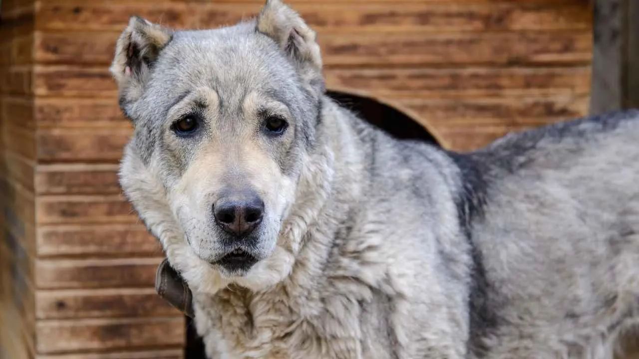 Central Asian Shepherd