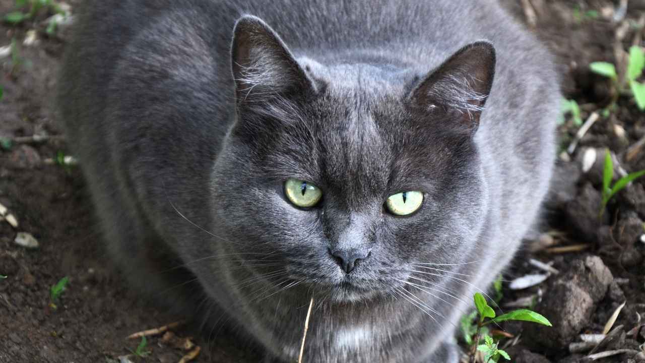 Chartreux