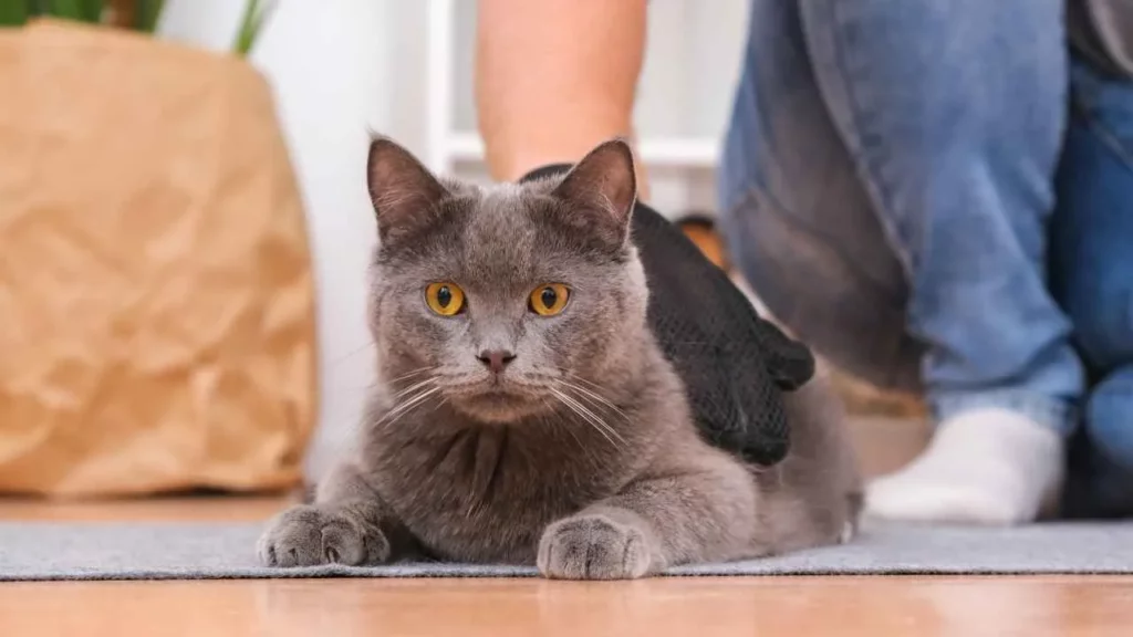 Chartreux