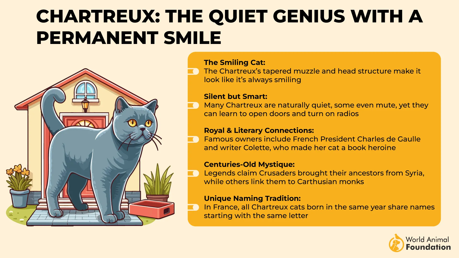 Chartreux The Quiet Genius with a Permanent Smile-01