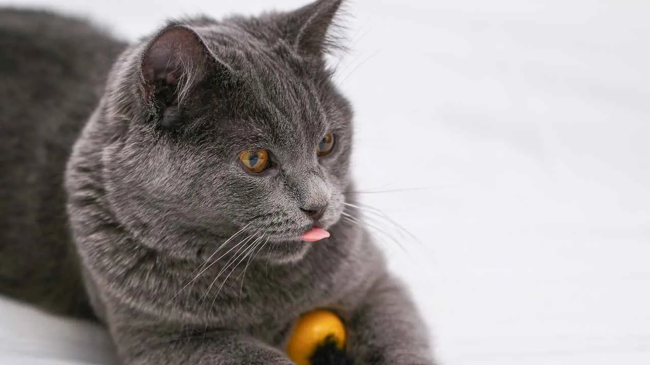 Chartreux