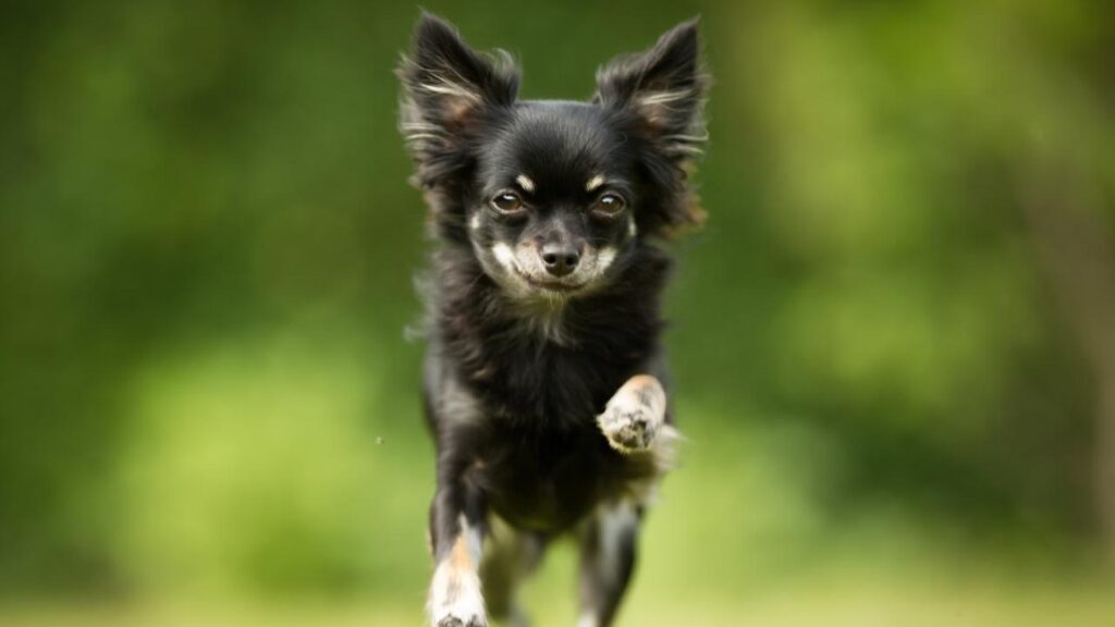 ChihuahuaChihuahua