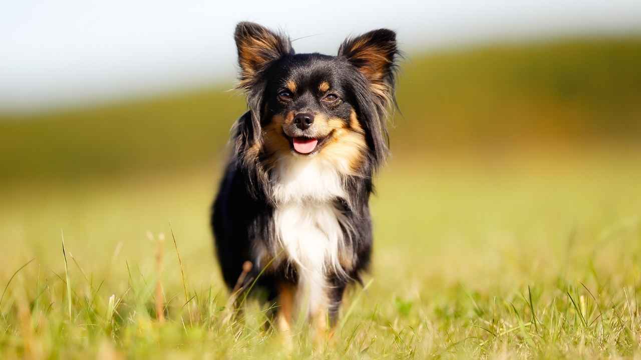 7 Longest Living Large Dog Breeds for Lasting Love