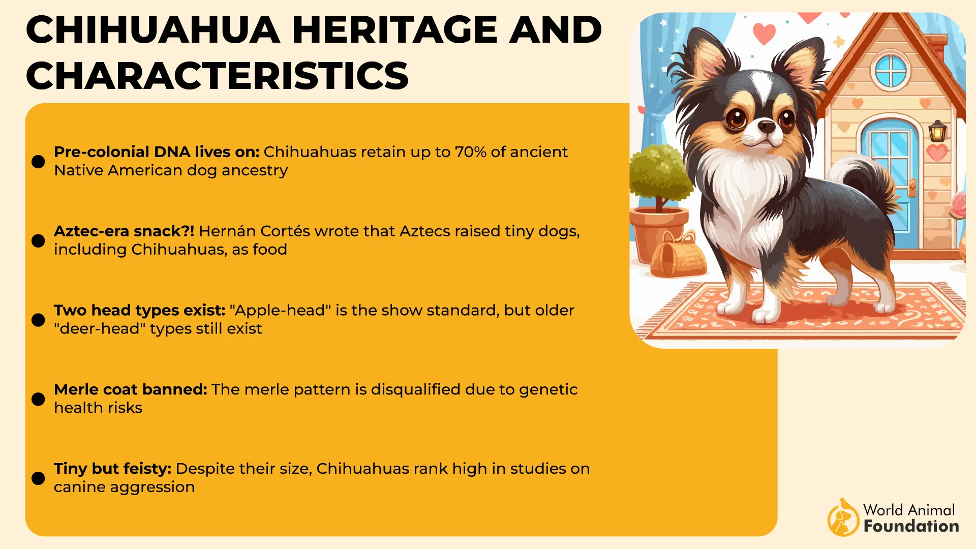 Chihuahua Heritage and Characteristics-01