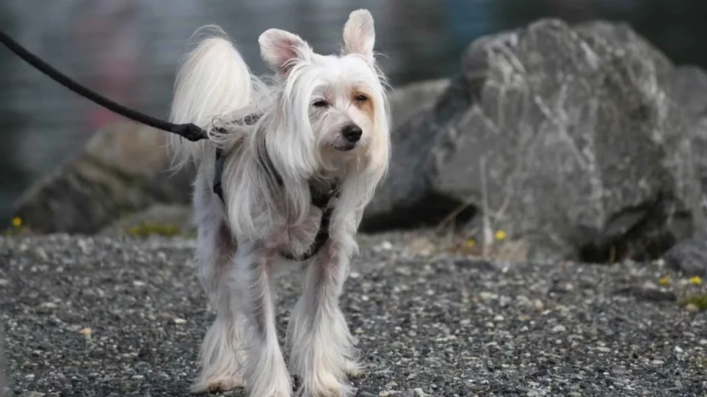 Chinese Crested
