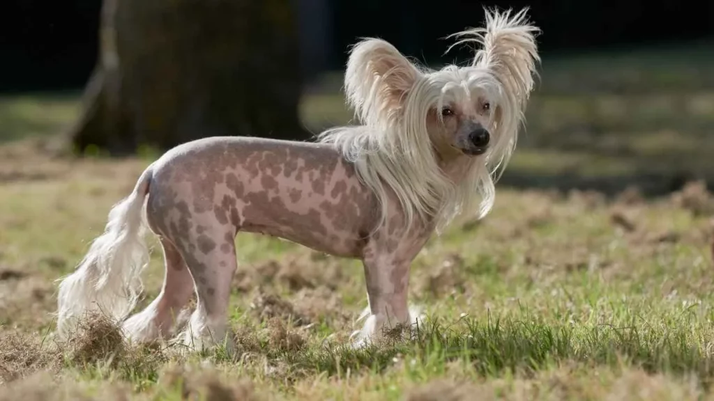Chinese Crested Dog