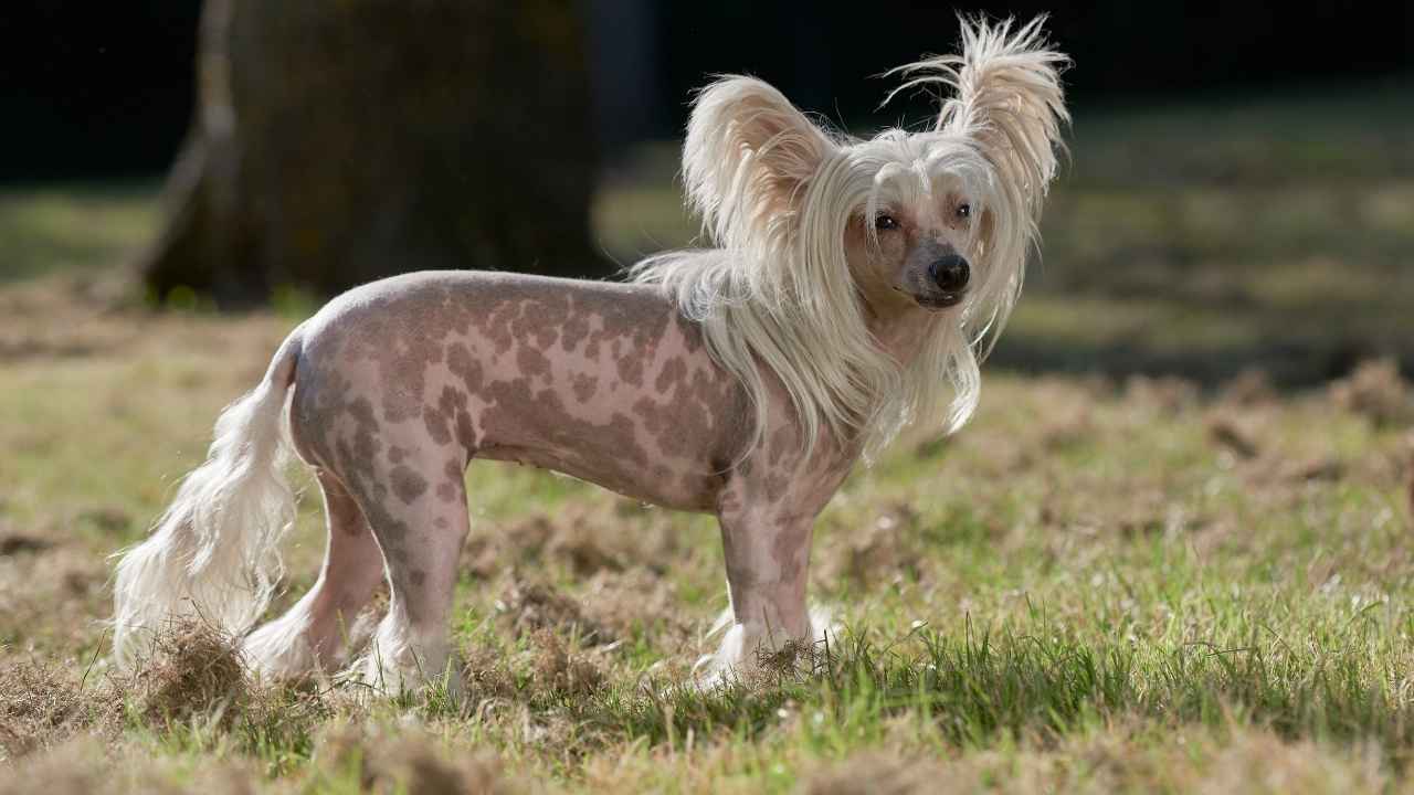 Chinese Crested
