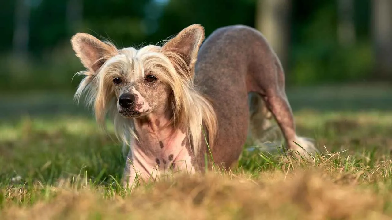 Chinese Crested