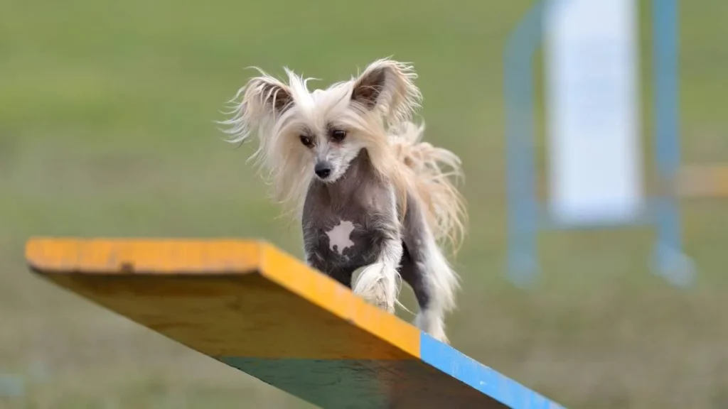 chinese crested