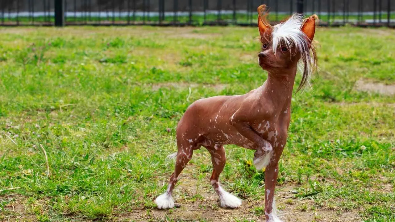 Chinese Crested