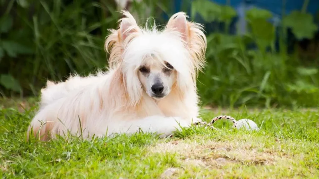 Chinese-Crested-24
