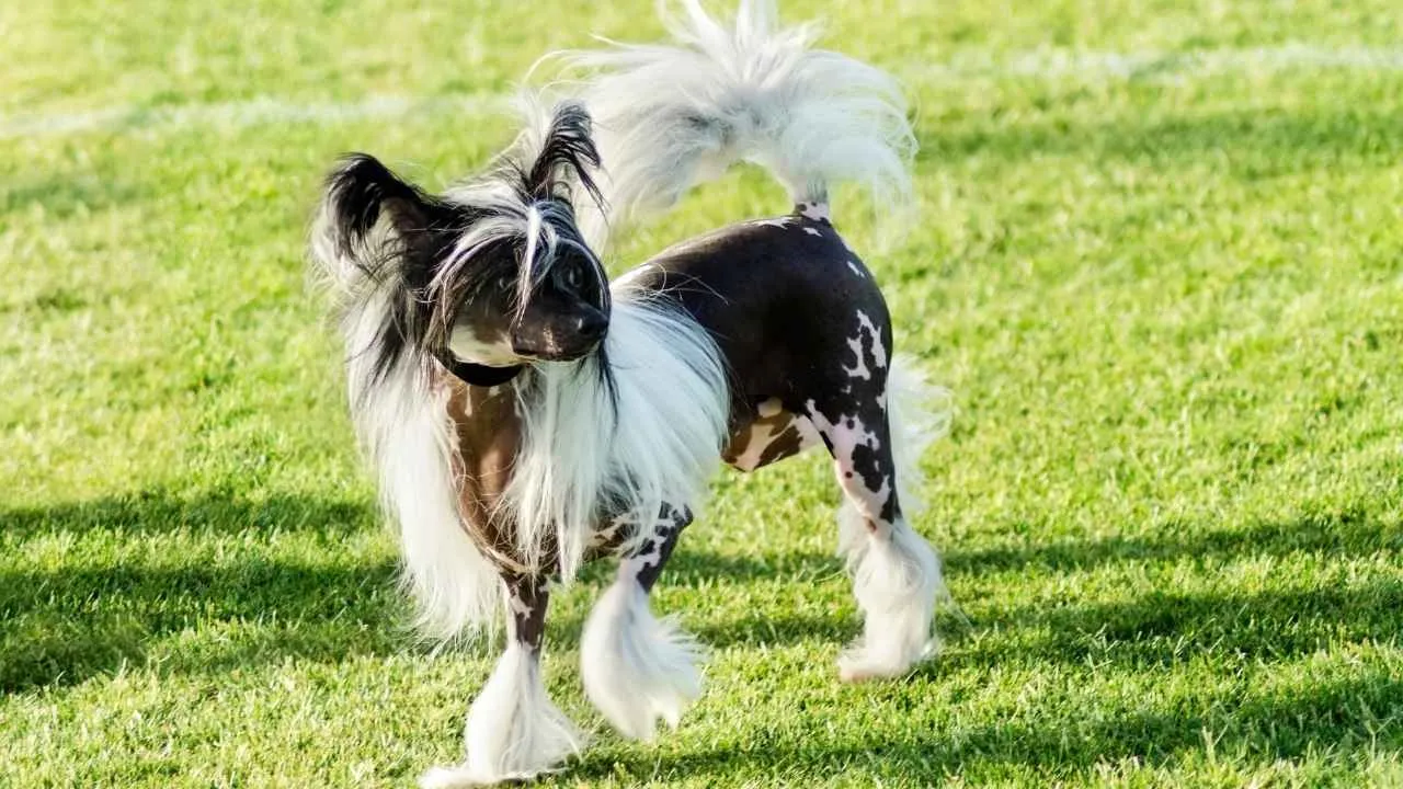 Chinese Crested