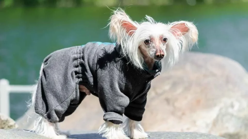 Chinese crested