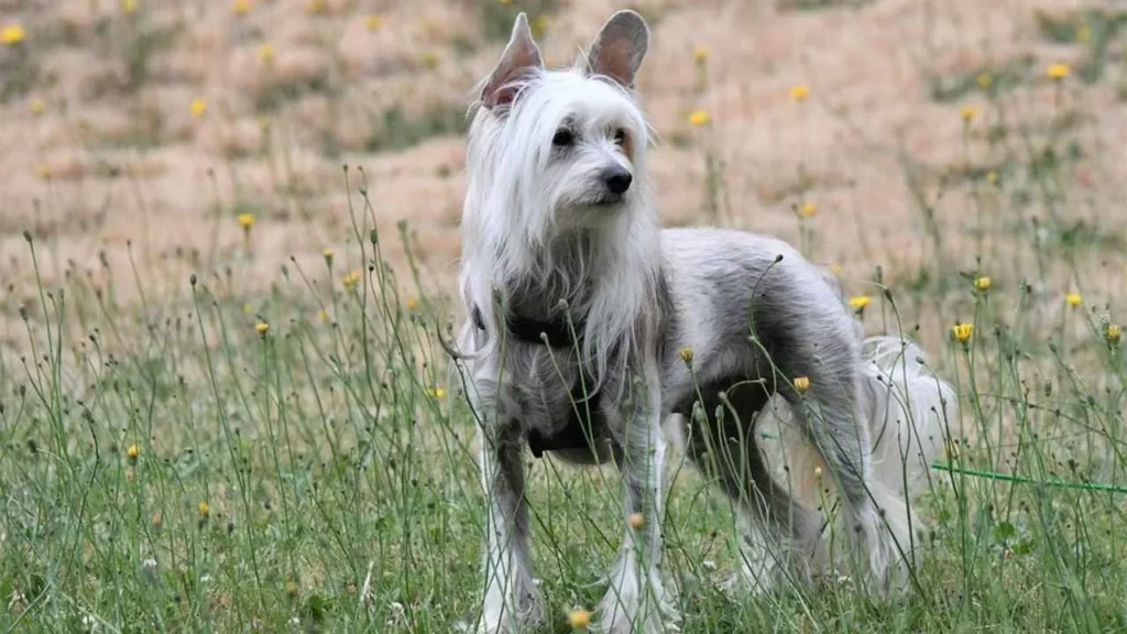 Chinese Crested Dog