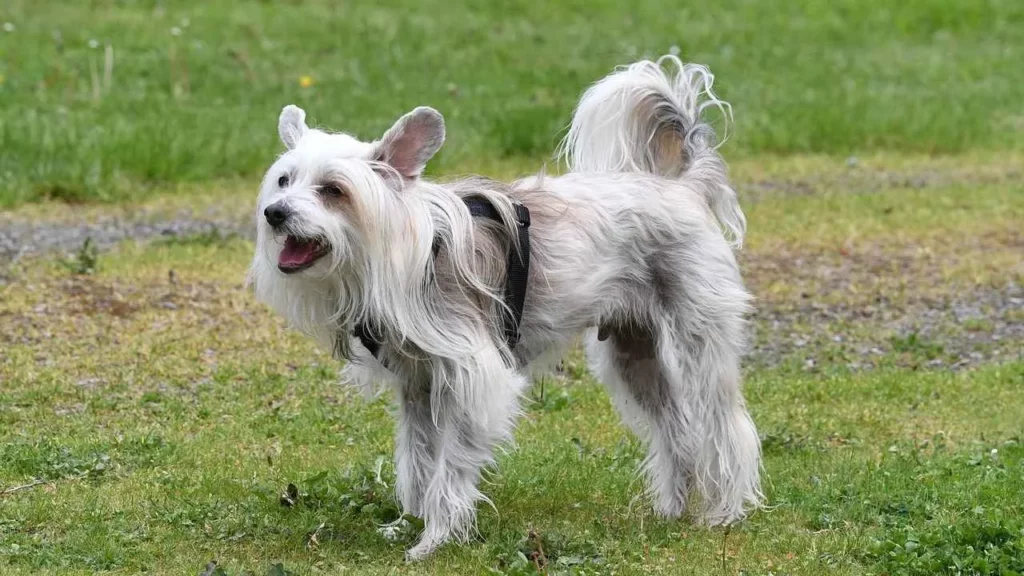 Chinese Crested