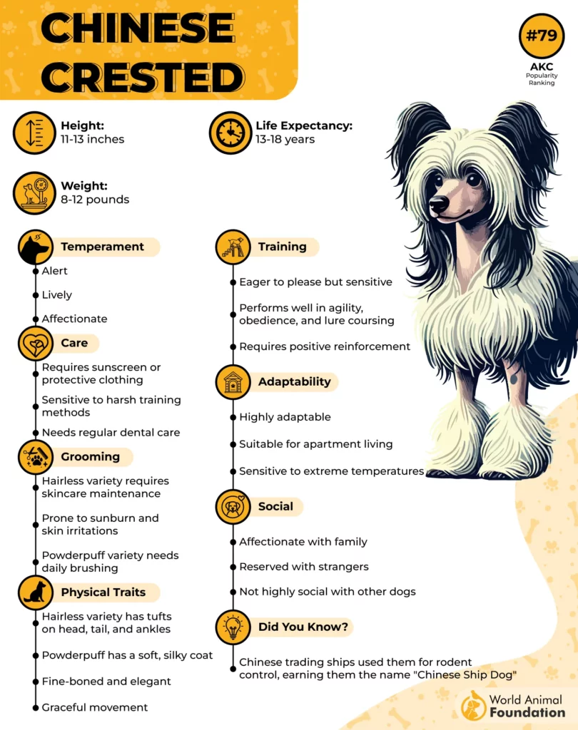 Chinese Crested