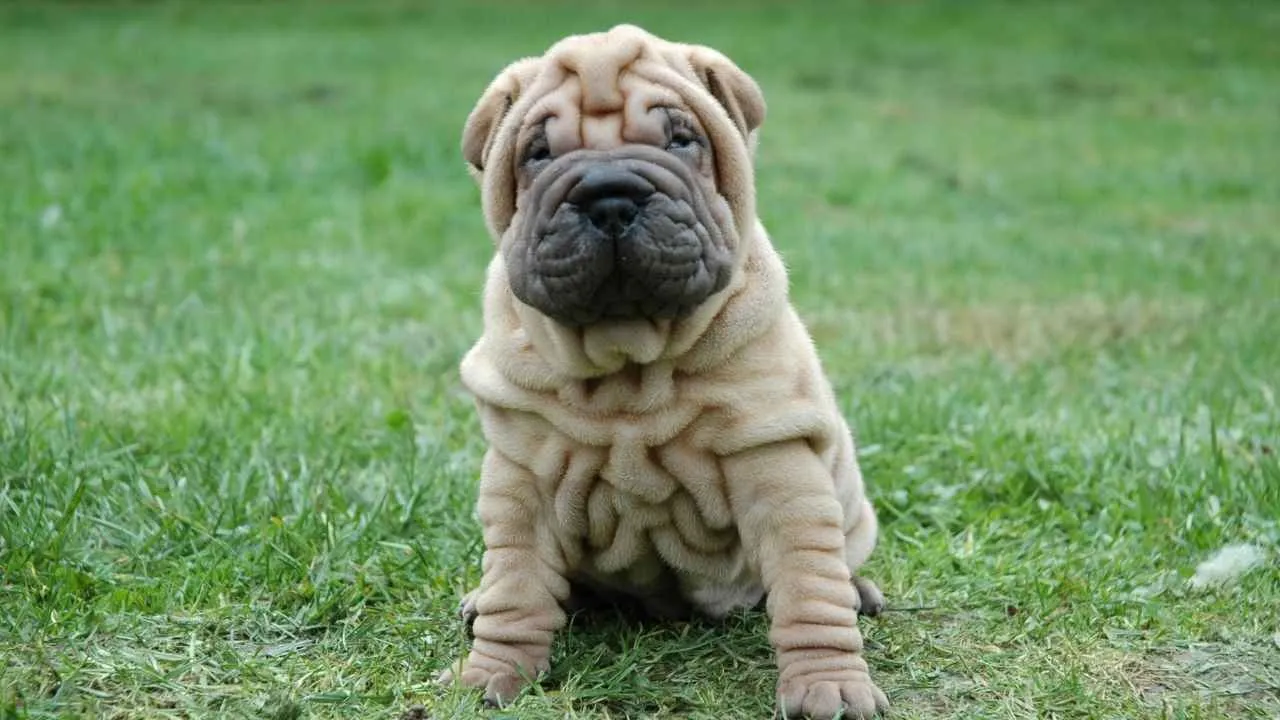 Shar Pei