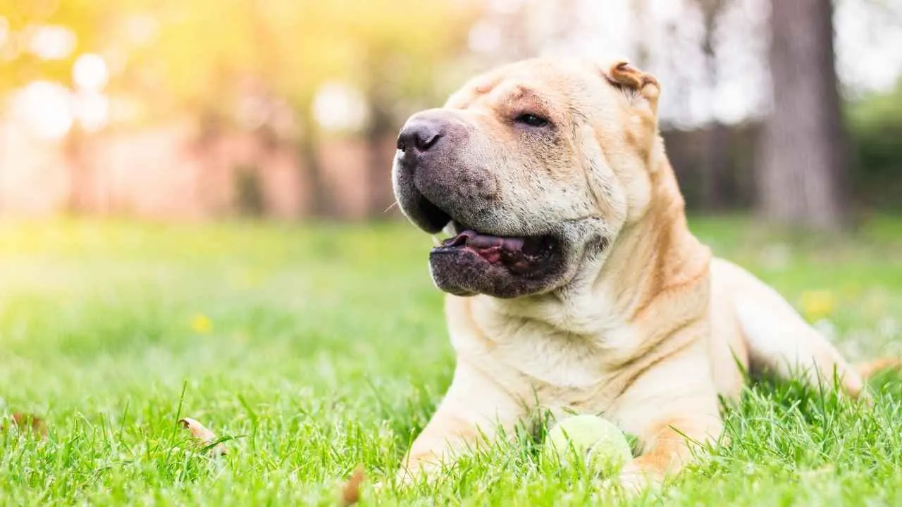 Shar Pei