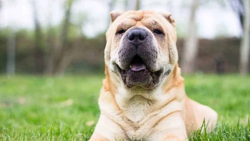 Shar-Pei