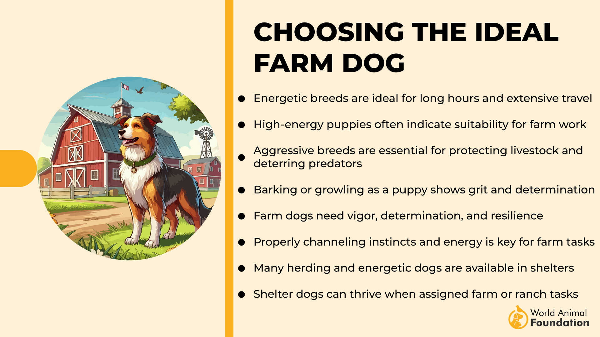 Choosing the Ideal Farm Dog-01