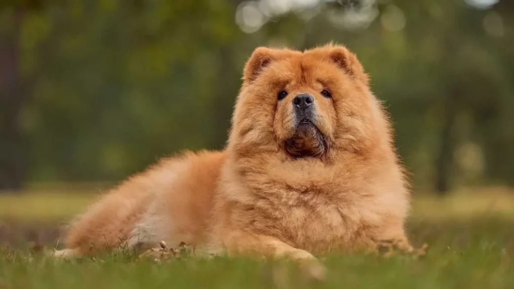Chow-Chow