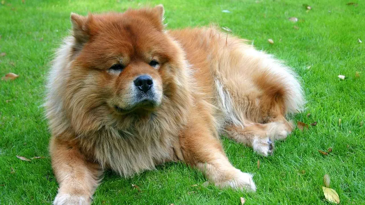 Chow Chow