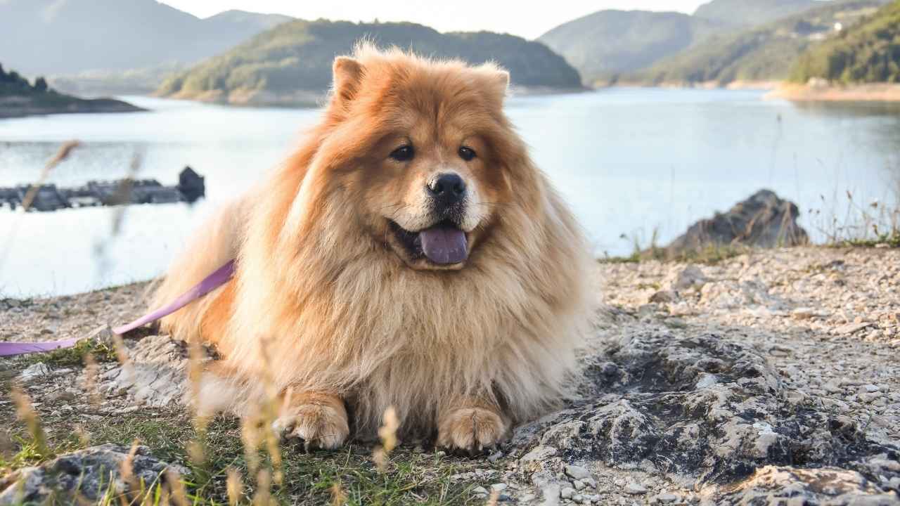 Chow Chow