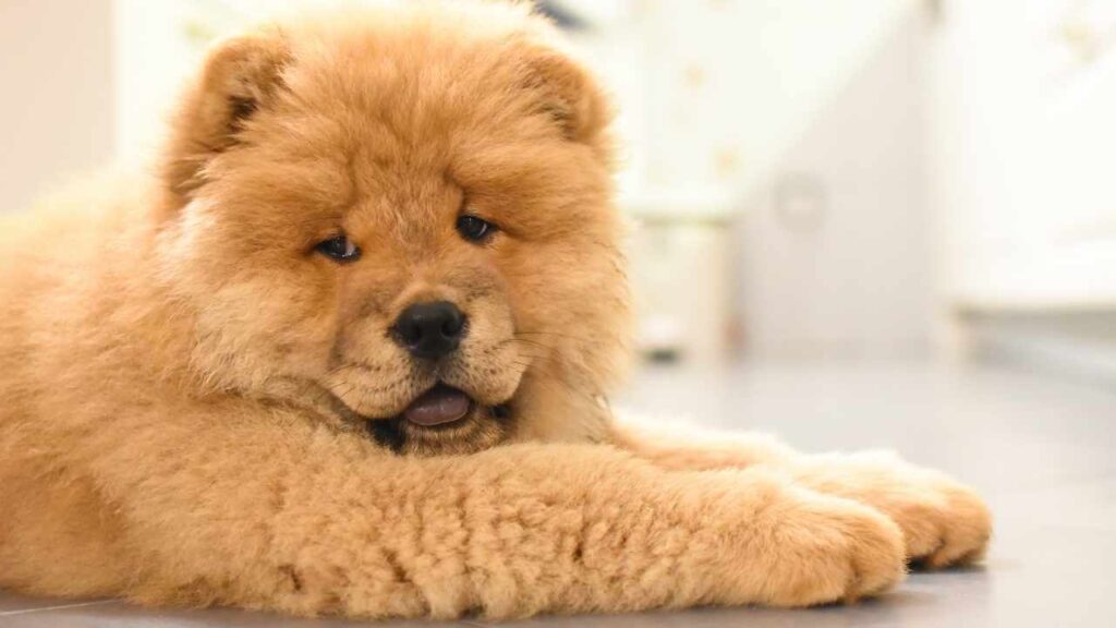 chow chow