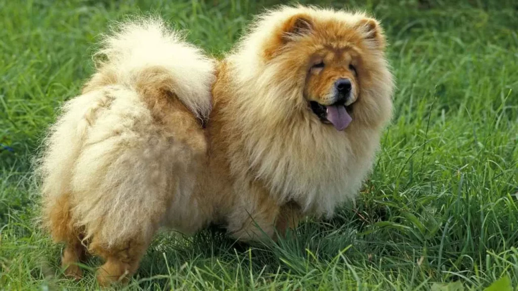 Chow Chow