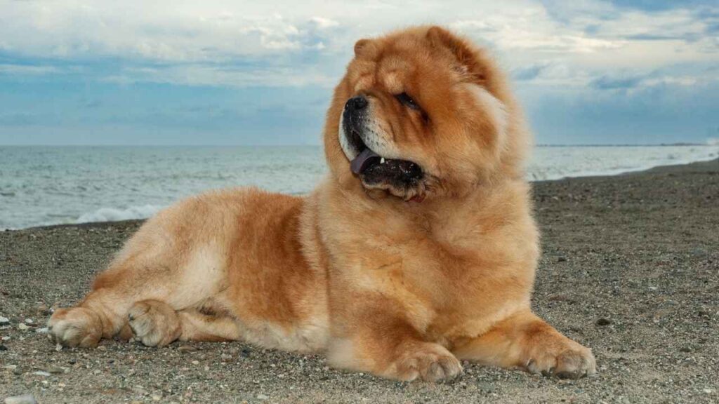 Chow Chow