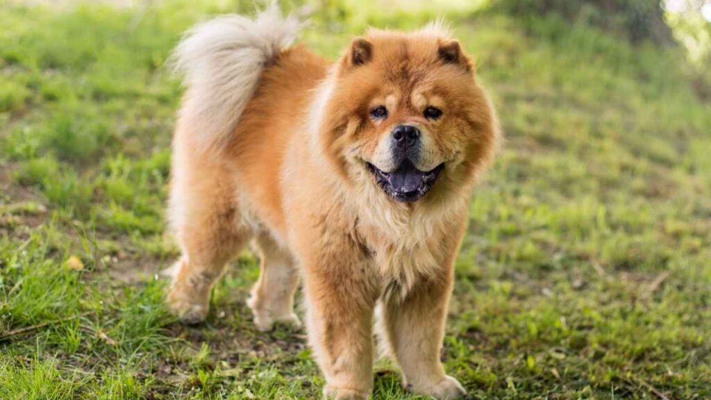 chow chow4