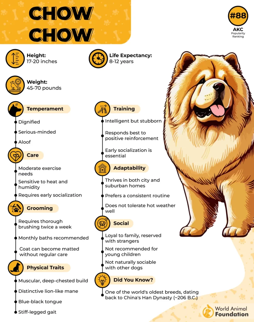 Chow Chow